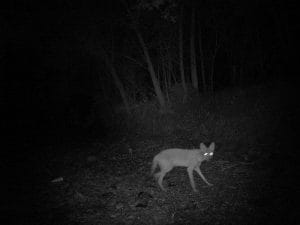 Dornith Doherty, Dry Creek