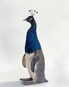 Thomas Grünfeld, Misfit (penguin peacock)