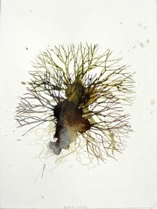 Michael Porter Seaweed 16-02-14