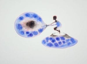 Reflections on islands, human and non-human bodies: their fluids, and where they overlap. Works in oil and watercolour.