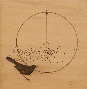 Bird on wood