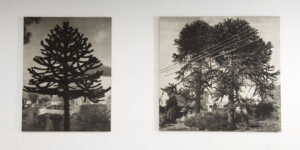 Andrew Curtis