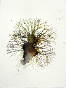 Michael Porter Seaweed 16-02-14