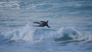 Man in the sea, big wave, falling off surf board