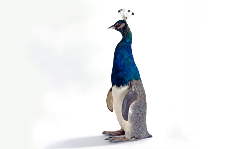 Thomas Grünfeld, Misfit (penguin peacock)
