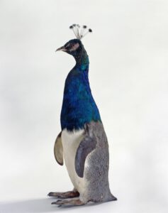 Thomas Grünfeld, Misfit (penguin peacock)