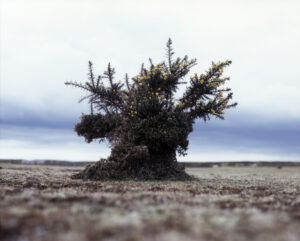 James Hankey, Gorse
