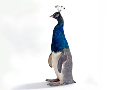 Thomas Grünfeld, Misfit (penguin peacock)