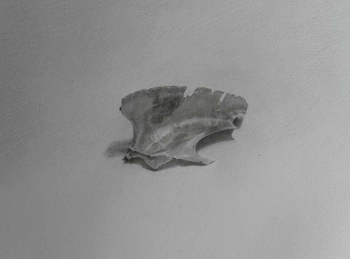 black and white graphite drawing of a bone