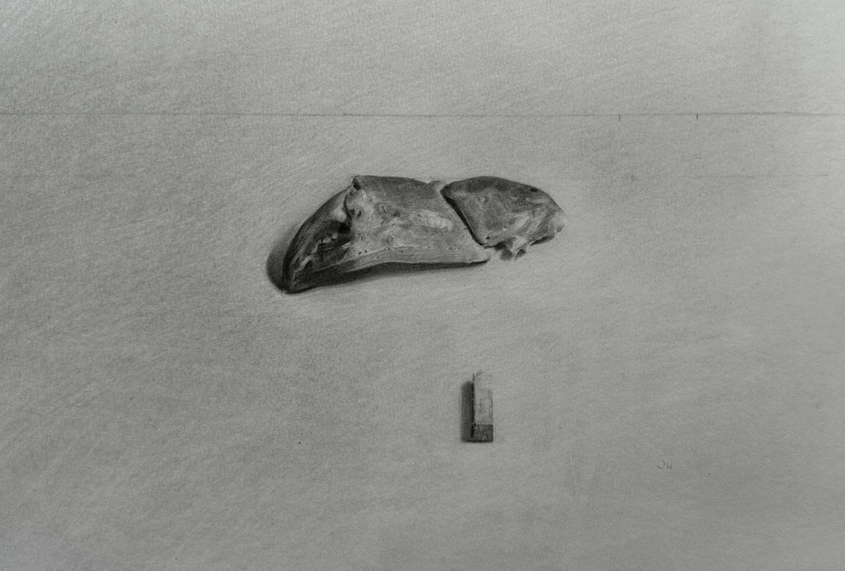 black and white graphite drawing of crab claw and chalk