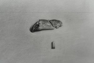 black and white graphite drawing of crab claw and chalk