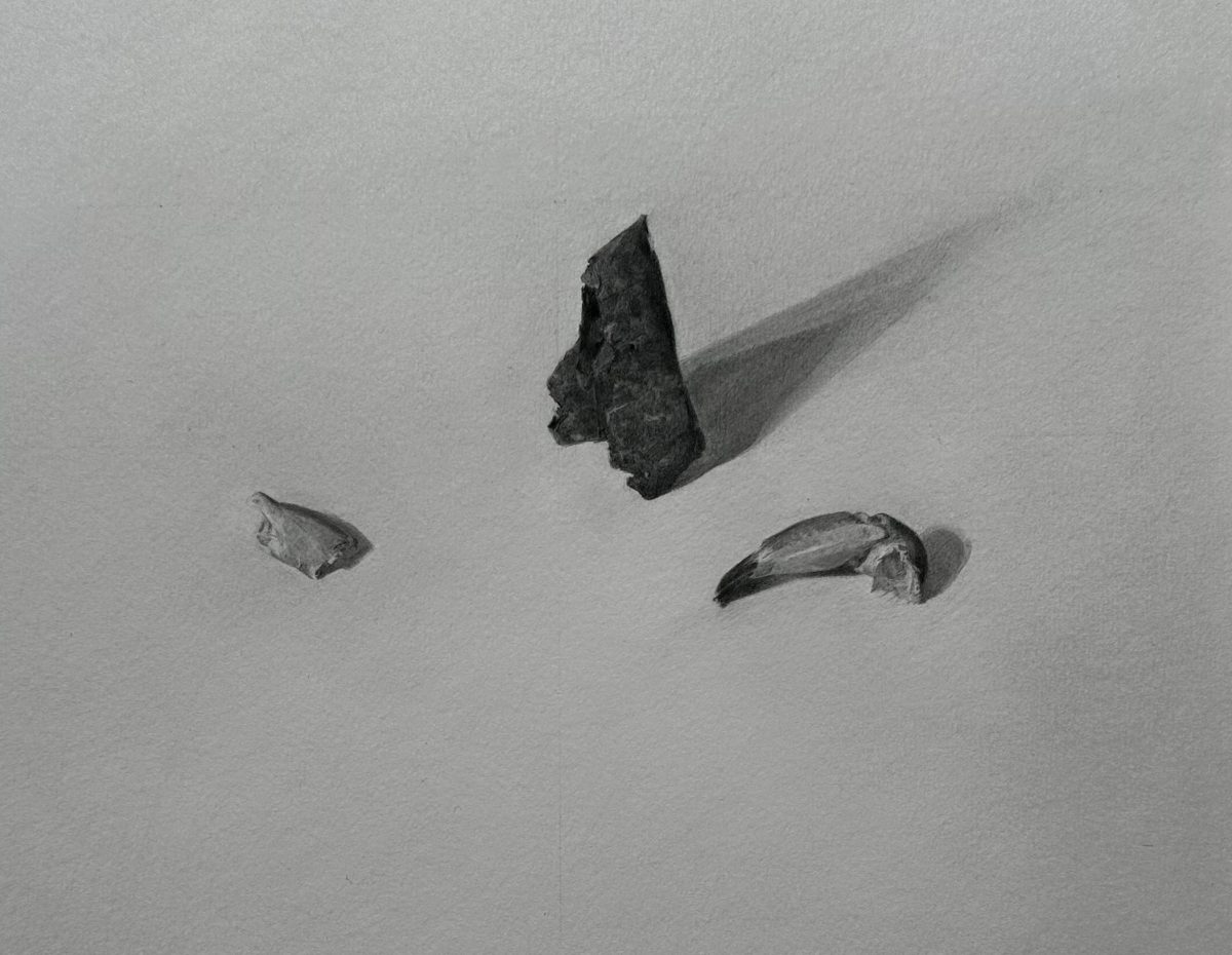 black and white graphite drawing of small spikey objects