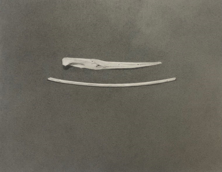 black and white graphite drawing of piece of wood and long bone